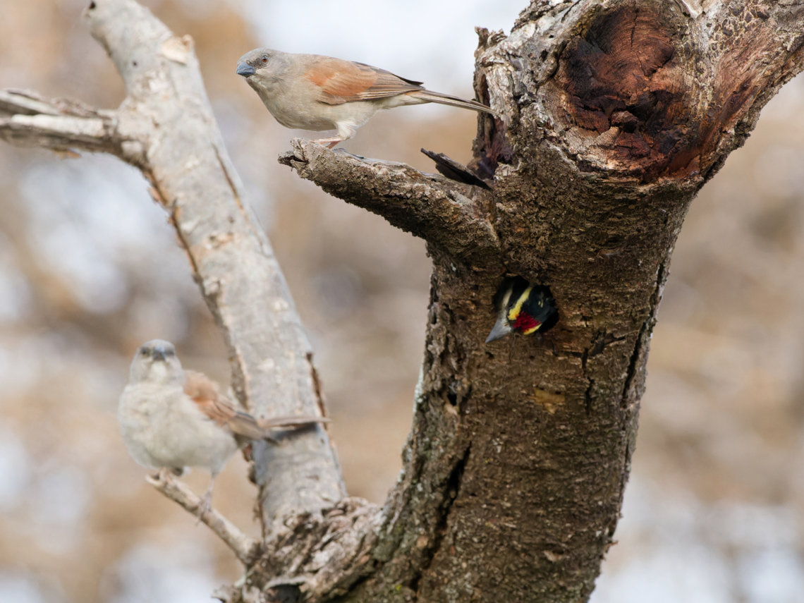 Red-fronted Barbet with besieged nest, Kenya the barbet&#039;s nest is besieged by two Parrot-billed Sparrows Geotagged,Kenya,Parrot-billed sparrow,Red-fronted barbet,Tricholaema diademata,Winter