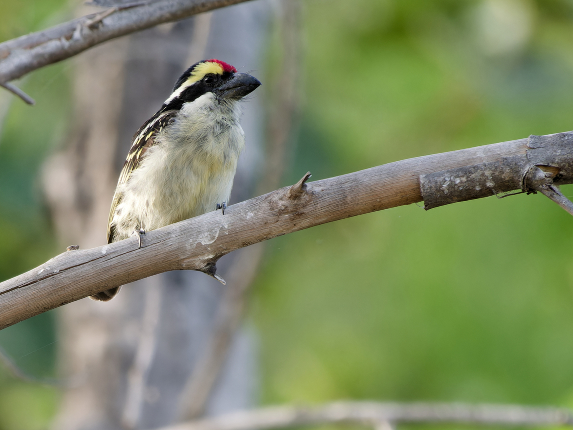 Red-fronted Barbet, Kenya  Geotagged,Kenya,Red-fronted barbet,Tricholaema diademata,Winter