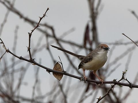 Red-fronted Prinia, Kenya  Geotagged,Kenya,Prinia rufifrons,Red-fronted prinia,Winter