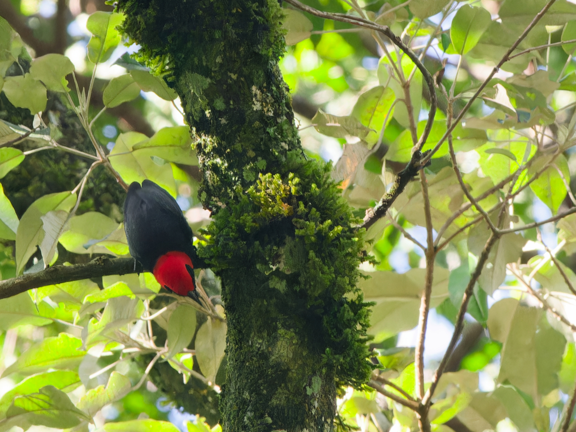 Red-headed Malimbe, Kenya  Geotagged,Kenya,Malimbus rubricollis,Red-headed malimbe,Winter