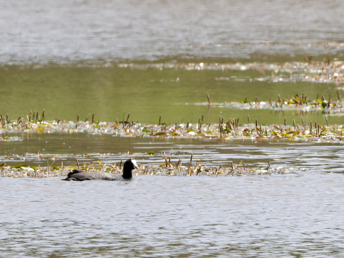 Red-knobbed Coot, Kenya  Fulica cristata,Geotagged,Kenya,Red-knobbed Coot,Summer