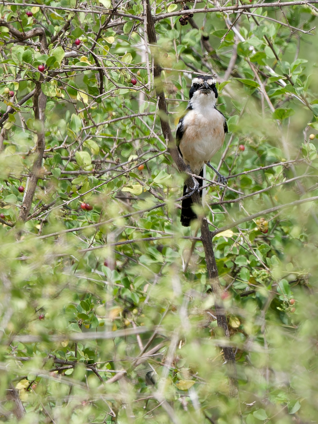 Red-naped Bushshrike, Kenya  Geotagged,Kenya,Laniarius ruficeps,Red-naped bushshrike,Summer