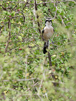 Red-naped Bushshrike, Kenya  Geotagged,Kenya,Laniarius ruficeps,Red-naped bushshrike,Summer