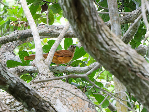Red-tailed Ant-Thrush, Kenya  Geotagged,Kenya,Neocossyphus rufus,Red-tailed ant thrush,Summer