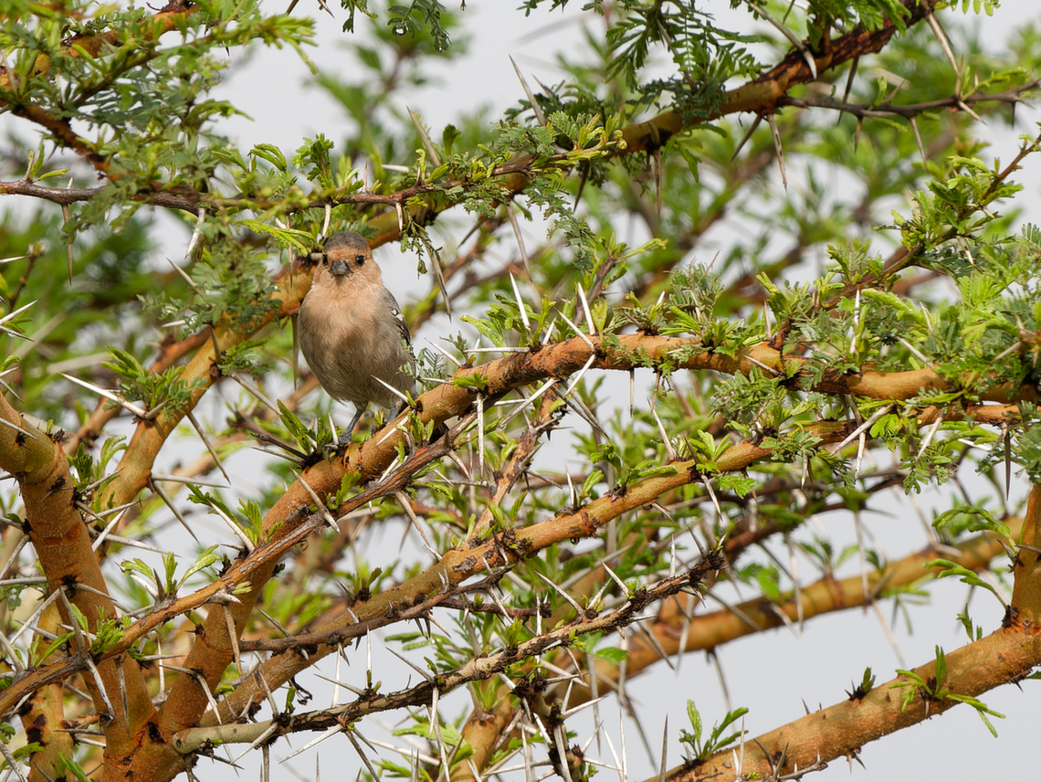 Red-throated Tit, Kenya  Geotagged,Kenya,Melaniparus fringillinus,Red-throated tit,Summer
