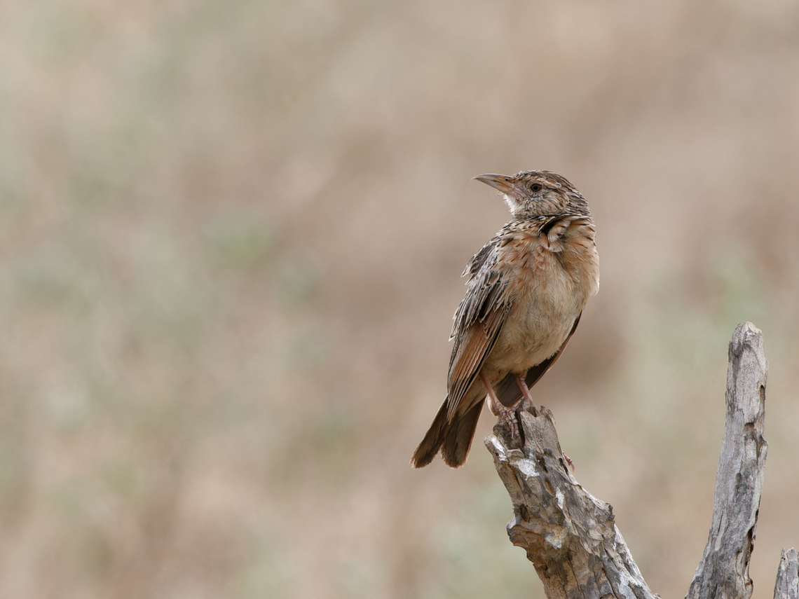 Red-winged Lark, Kenya  Geotagged,Kenya,Mirafra hypermetra,Red-winged Lark,Summer