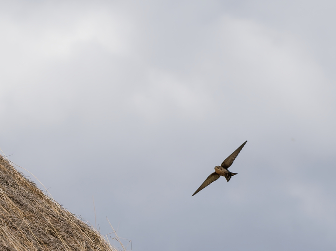 Rock Martin flying, Kenya  Geotagged,Kenya,Ptyonoprogne fuligula,Rock martin,Winter