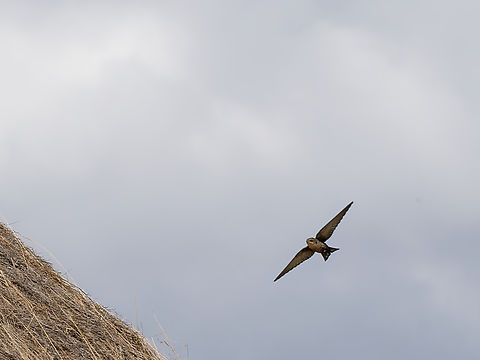 Rock Martin flying, Kenya  Geotagged,Kenya,Ptyonoprogne fuligula,Rock martin,Winter