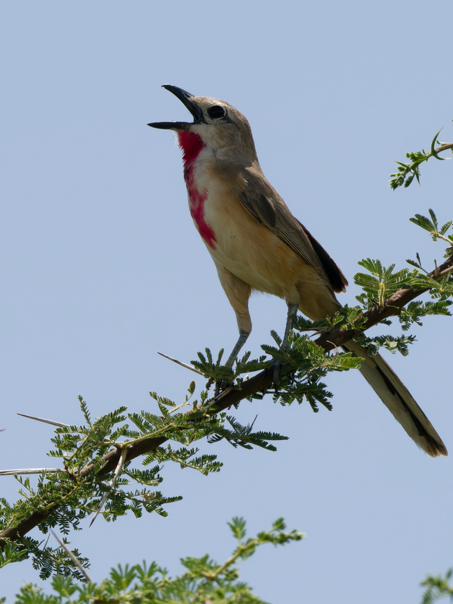 Rosy-patched Bush-shrike, Kenya  Geotagged,Kenya,Rhodophoneus cruentus,Rosy-patched bushshrike,Winter