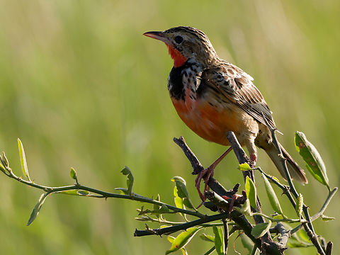 Rosy-throated Longclaw, Kenya  Geotagged,Kenya,Macronyx ameliae,Rosy-throated longclaw,Summer