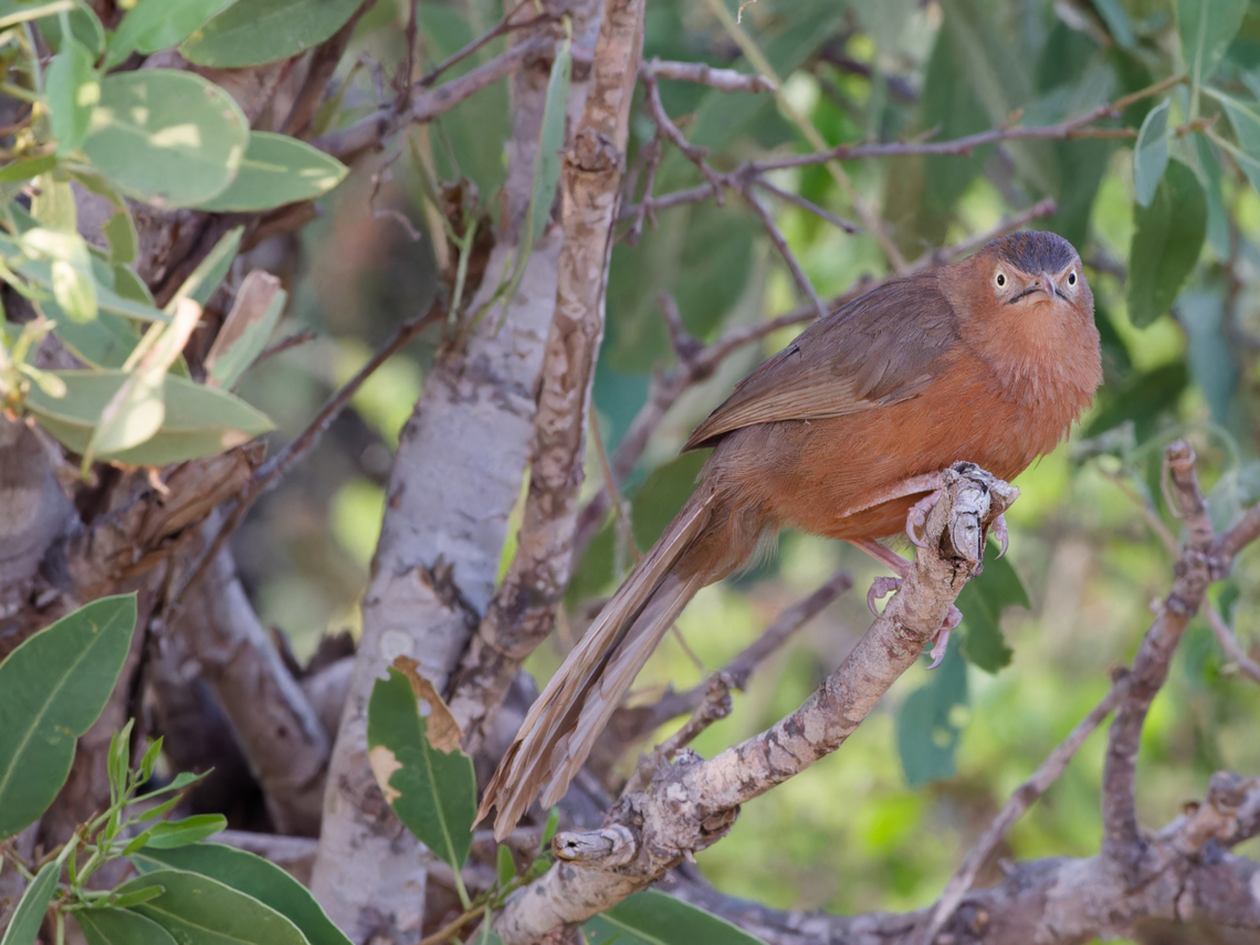 Rufous Chatterer, Kenya  Geotagged,Kenya,Roufous Chatterer,Summer,Turdoides rubiginosa