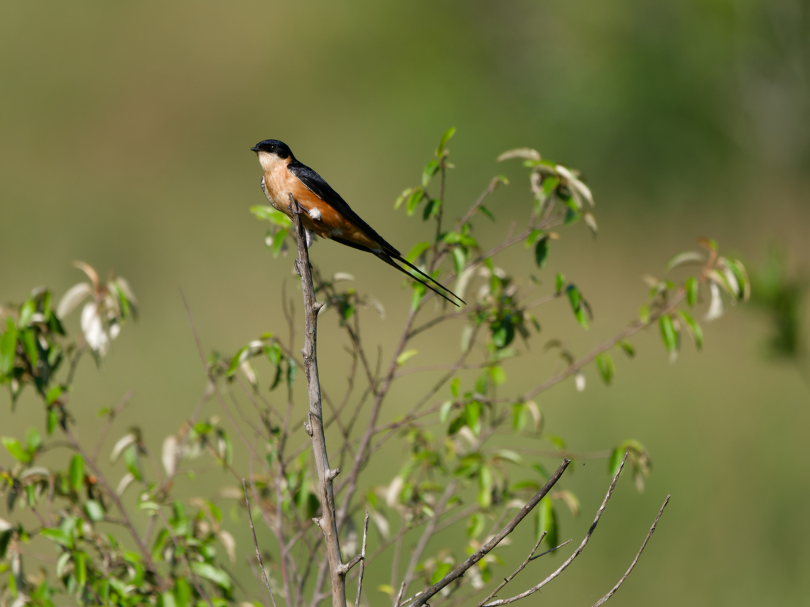 Rufous-chested Swallow, Cecropis semirufa, Kenya new name: Red-breasted Swallow Cecropis semirufa,Geotagged,Kenya,Summer,red breasted swallow