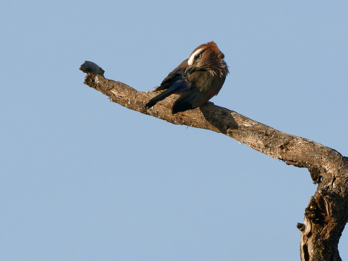 Rufous-crowned Roller, Kenya former name: Purple Roller Coracias naevius,Geotagged,Kenya,Purple roller,Winter
