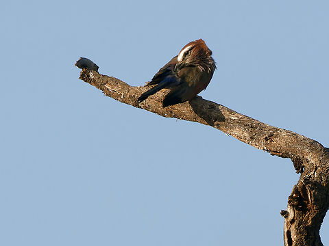Rufous-crowned Roller, Kenya former name: Purple Roller Coracias naevius,Geotagged,Kenya,Purple roller,Winter