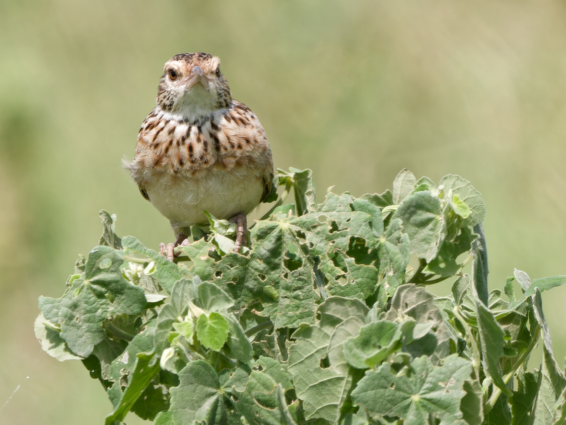 Rufous-naped Lark, Kenya  Geotagged,Kenya,Mirafra africana,Rufous-naped lark,Summer