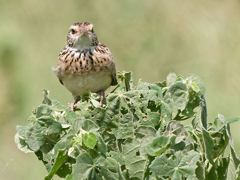 Rufous-naped Lark, Kenya  Geotagged,Kenya,Mirafra africana,Rufous-naped lark,Summer