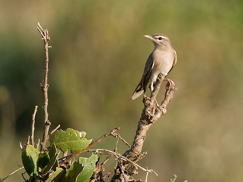 Rufous-tailed Scrub-robin, Kenya  Cercotrichas galactotes,Geotagged,Kenya,Rufous-tailed scrub robin,Summer