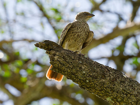 Rufous-tailed Weaver, Kenya  Geotagged,Histurgops ruficaudus,Kenya,Rufous-tailed Weaver,Summer