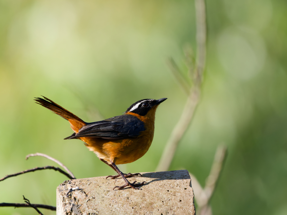 Rüppell's Robin-chat, Kenya  Cossypha semirufa,Geotagged,Kenya,Rüppell's Robin-Chat,Summer