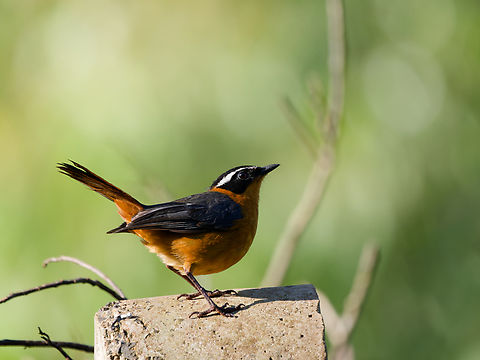 R&uuml;ppell's Robin-chat, Kenya  Cossypha semirufa,Geotagged,Kenya,R&uuml;ppell's Robin-Chat,Summer