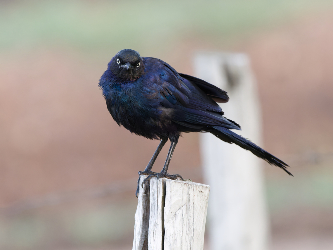 Rüppell's Starling, Kenya  Geotagged,Kenya,Lamprotornis purpuroptera,Rüppells starling,Summer