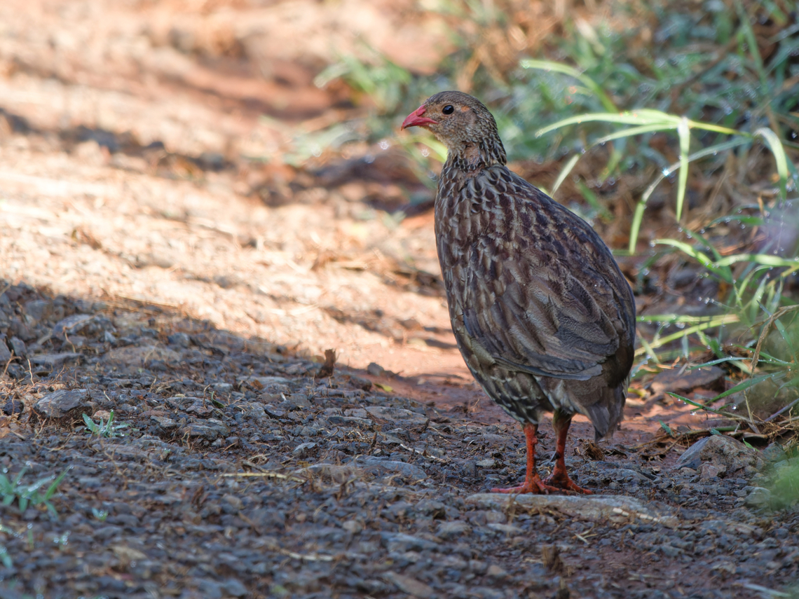 Scaly Spurfowl, Kenya  Geotagged,Kenya,Pternistis squamatus,Scaly spurfowl,Summer