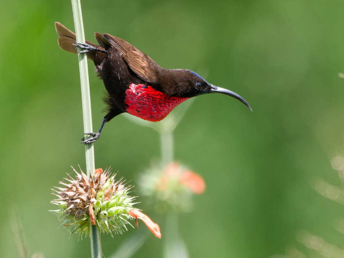 Scarlet-chested Sunbird, Kenya  Chalcomitra senegalensis,Geotagged,Kenya,Scarlet-chested sunbird,Summer