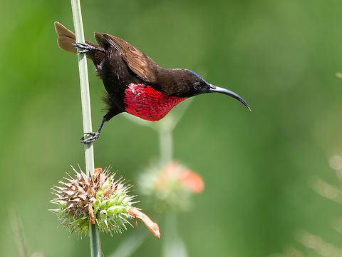 Scarlet-chested Sunbird, Kenya  Chalcomitra senegalensis,Geotagged,Kenya,Scarlet-chested sunbird,Summer