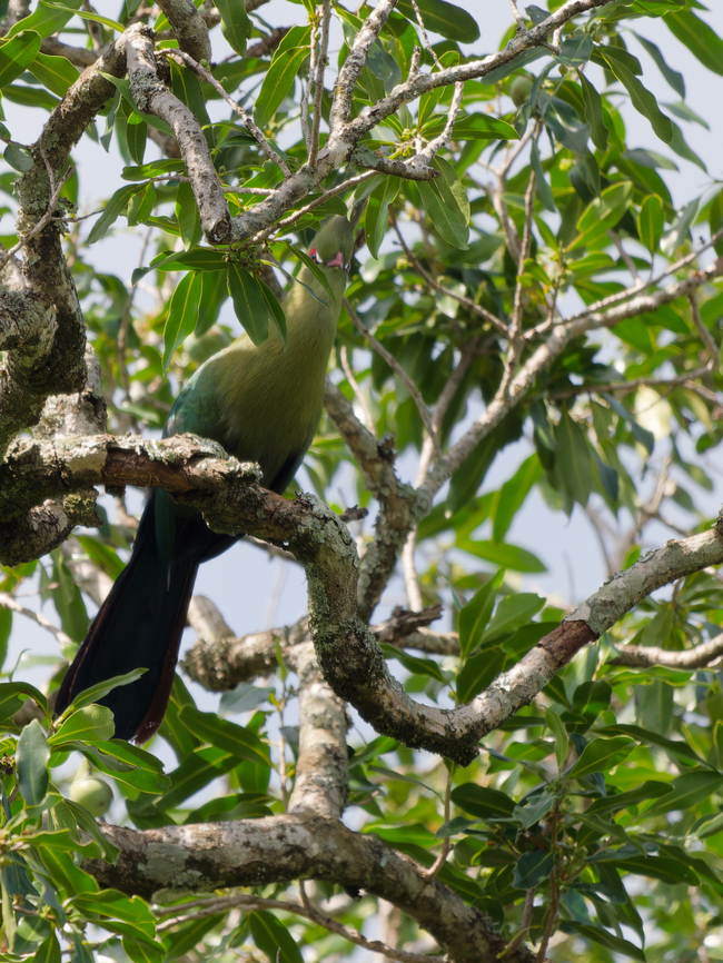 Schalow's Turaco, Kenya ssp. loitanus Geotagged,Kenya,Schalows turaco,Summer,Tauraco schalowi
