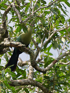 Schalow's Turaco, Kenya ssp. loitanus Geotagged,Kenya,Schalows turaco,Summer,Tauraco schalowi