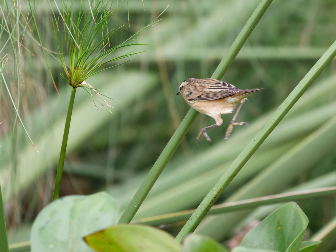 Sedge Warbler, Kenya  Acrocephalus schoenobaenus,Geotagged,Kenya,Sedge Warbler,Summer