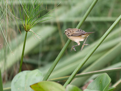 Sedge Warbler, Kenya  Acrocephalus schoenobaenus,Geotagged,Kenya,Sedge Warbler,Summer