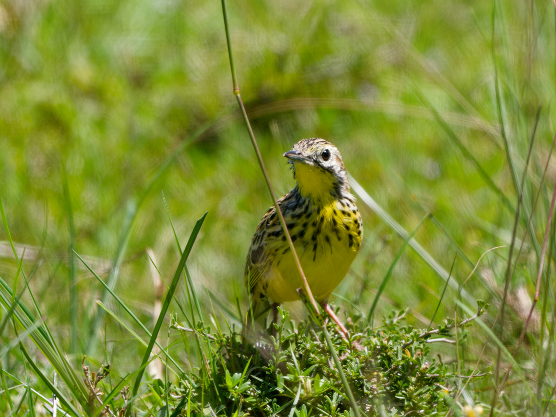 Sharpe's Longclaw, Kenya  Geotagged,Kenya,Macronyx sharpei,Sharpes longclaw,Summer