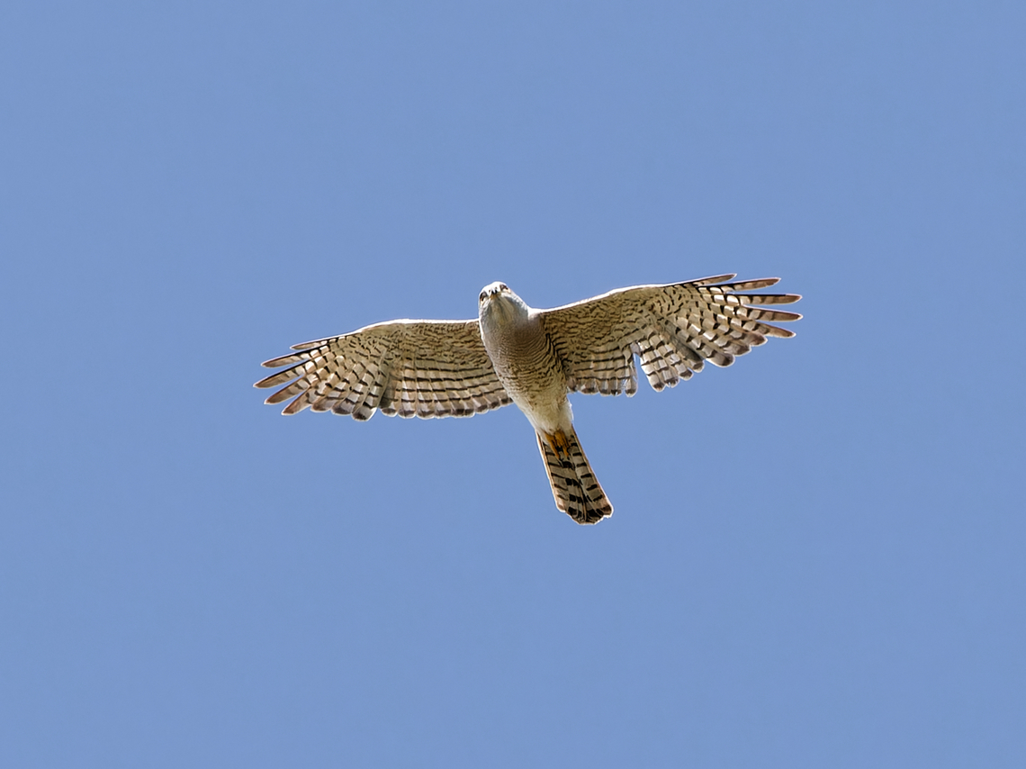 Shikra, flying, Kenya  Accipiter badius,Geotagged,Kenya,Shikra,Winter