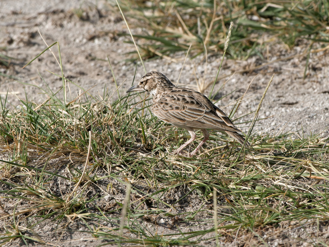 Short-tailed Lark, Kenya  Geotagged,Kenya,Short-tailed lark,Spizocorys fremantlii,Summer