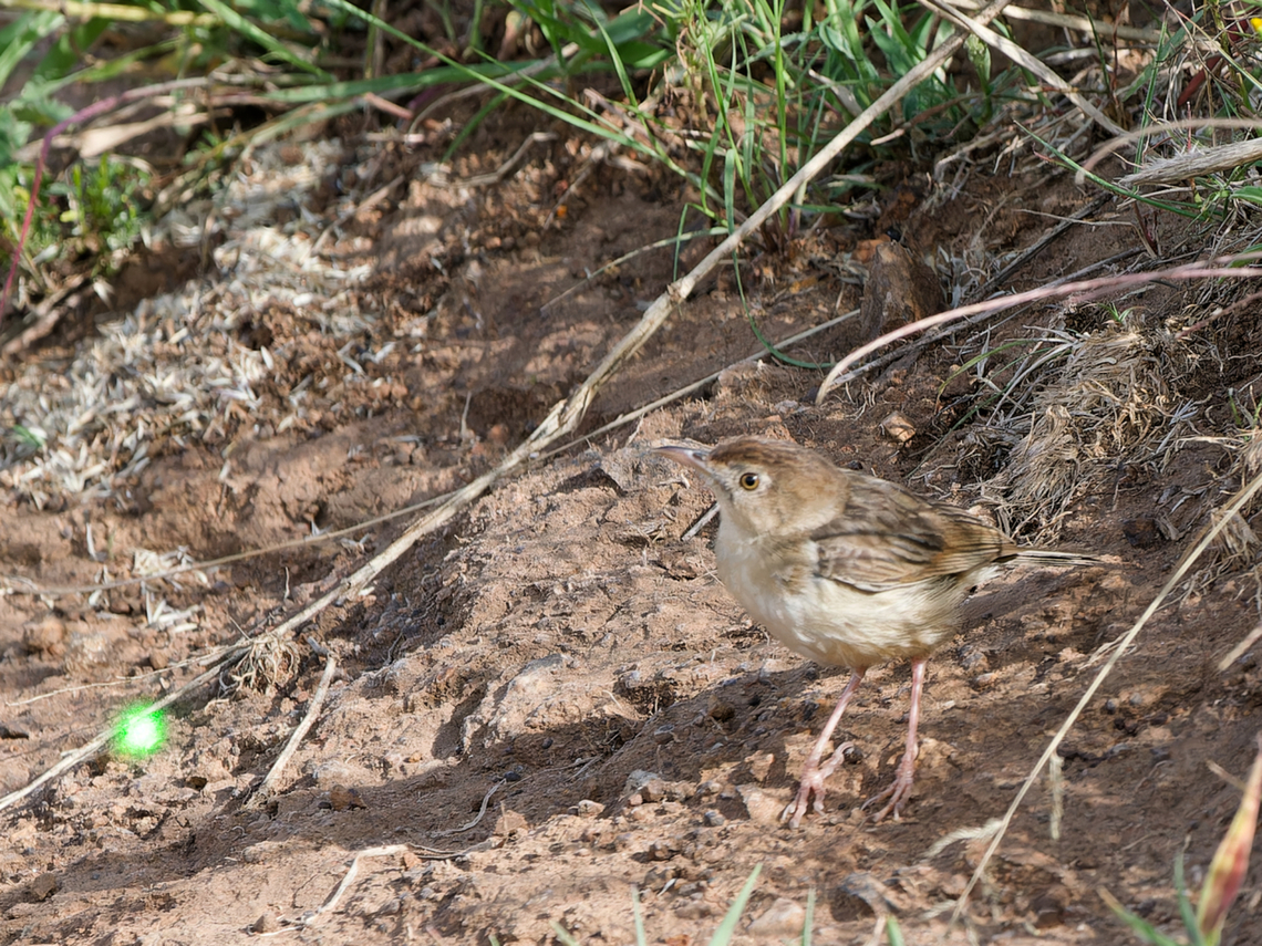 Short-winged Cisticola, Kenya old name Siffling Cisticola Cisticola brachypterus,Geotagged,Kenya,Short-winged cisticola,Summer
