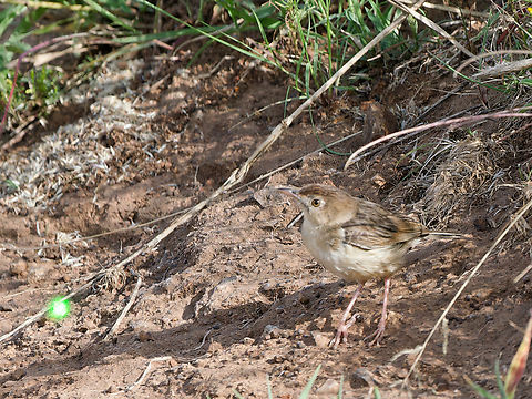 Short-winged Cisticola, Kenya old name Siffling Cisticola Cisticola brachypterus,Geotagged,Kenya,Short-winged cisticola,Summer