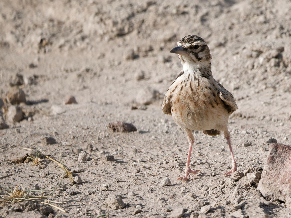 Singing Bushlark, Kenya  Geotagged,Kenya,Mirafra javanica,Singing bush lark,Summer