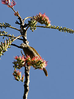Slender-billed Greenbul, Kenya  Geotagged,Kenya,Slender-billed greenbul,Stelgidillas gracilirostris,Winter