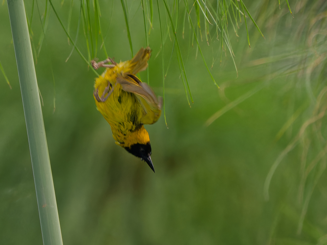 Slender-billed Weaver on the move, Kenya  Geotagged,Kenya,Ploceus pelzelni,Slender-billed weaver,Summer