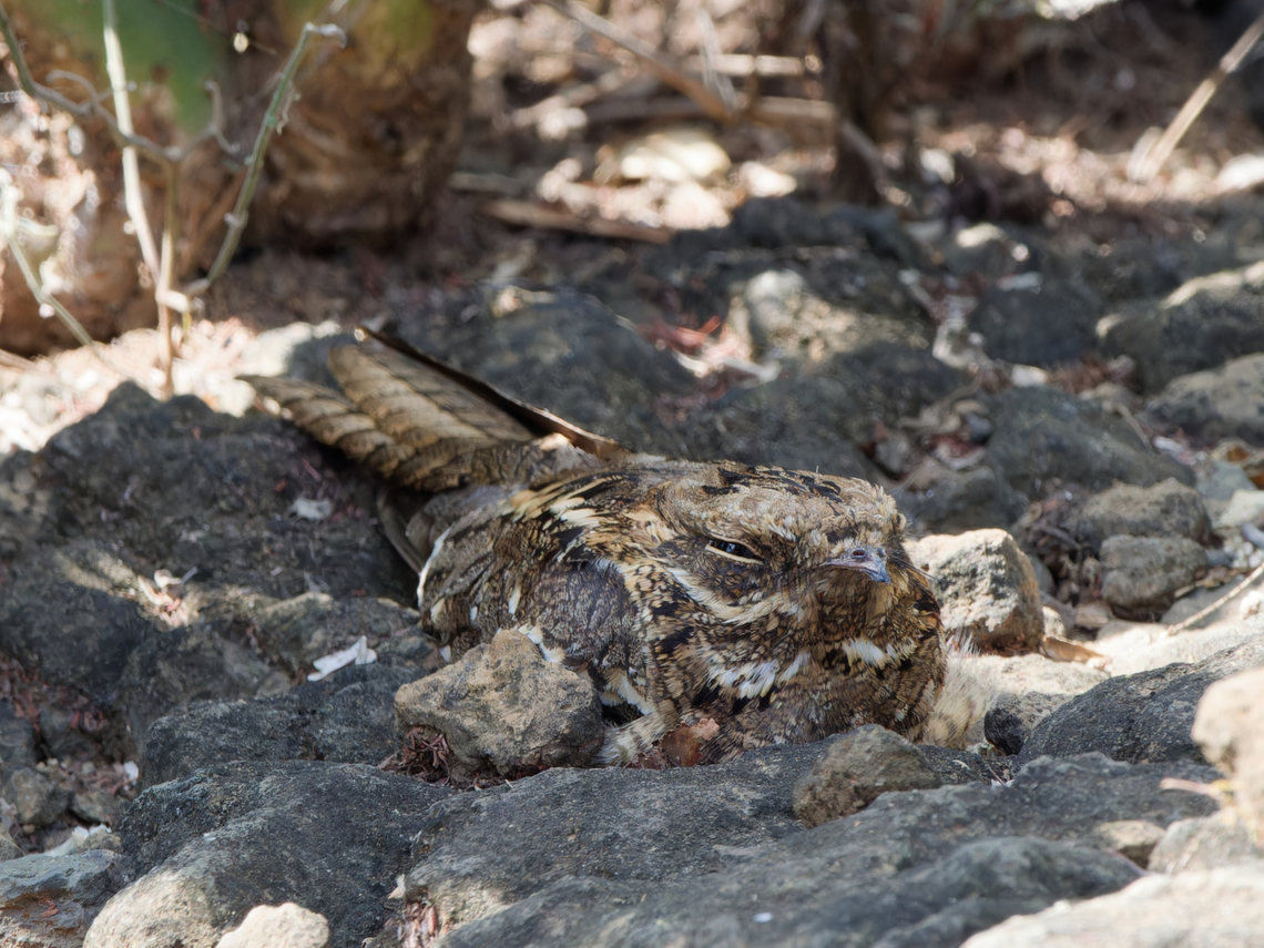 Slender-tailed Nightjar, Kenya  Caprimulgus clarus,Geotagged,Kenya,Slender-tailed nightjar,Winter