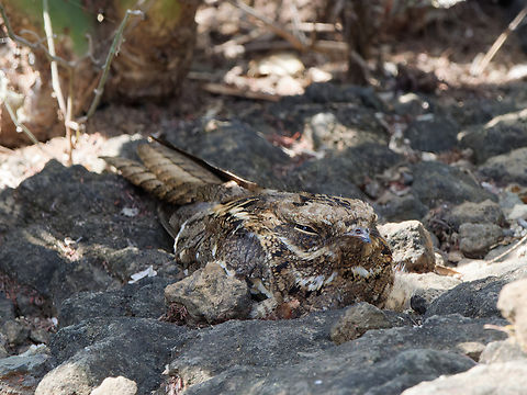 Slender-tailed Nightjar, Kenya  Caprimulgus clarus,Geotagged,Kenya,Slender-tailed nightjar,Winter