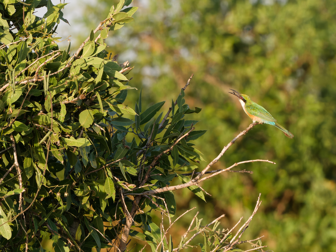 Somali Bee-eater, Kenya  Geotagged,Kenya,Merops revoilii,Somali bee-eater,Summer