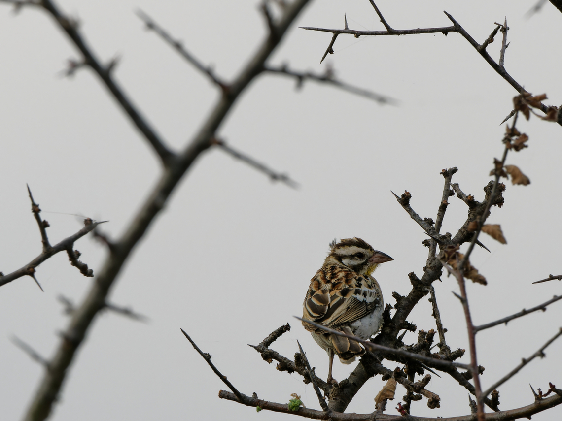 Somali Bunting, Kenya  Emberiza poliopleura,Geotagged,Kenya,Somali bunting,Winter