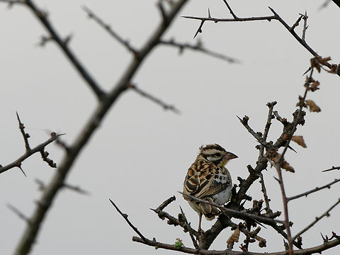 Somali Bunting, Kenya  Emberiza poliopleura,Geotagged,Kenya,Somali bunting,Winter