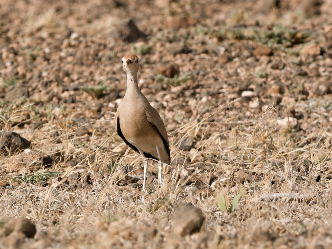 Somali Courser, Kenya  Cursorius somalensis,Geotagged,Kenya,Somali courser,Winter