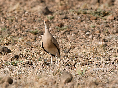 Somali Courser, Kenya  Cursorius somalensis,Geotagged,Kenya,Somali courser,Winter