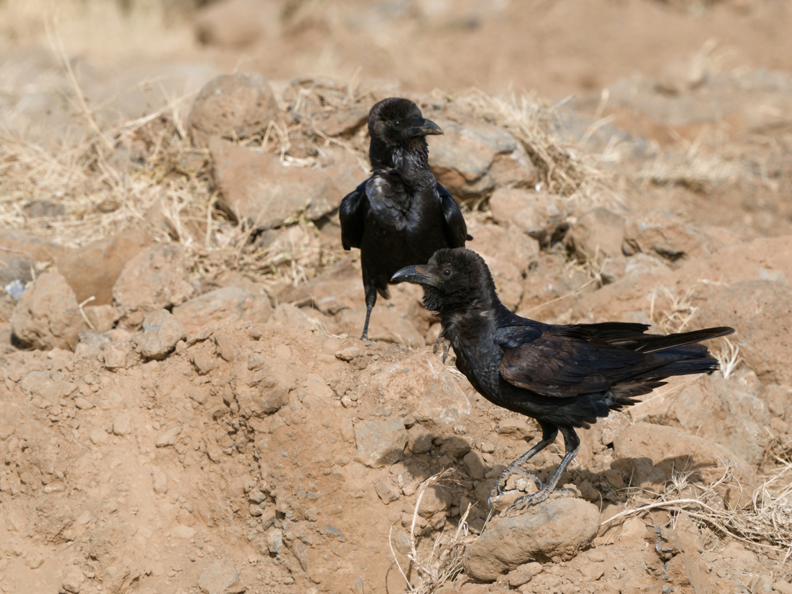 Somali Crow, Kenya  Corvus edithae,Geotagged,Kenya,Somali crow,Winter