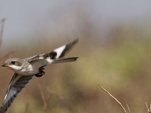 Somali Fiscal flying off, Kenya  Geotagged,Kenya,Lanius somalicus,Somali fiscal,Winter