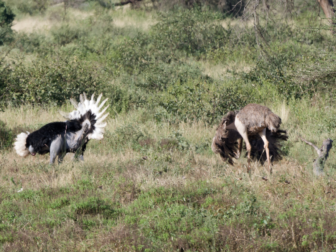 Somali Ostrich, couple on display, Kenya  Geotagged,Kenya,Somali ostrich,Struthio molybdophanes,Winter